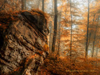 eifel im herbst