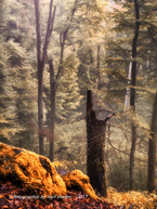 eifel im herbst