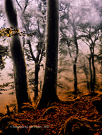 halloween in der eifel