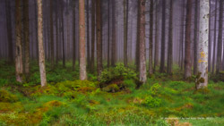 eifelwald im herbst