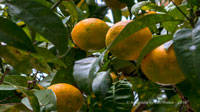  orangen